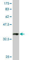 WB - GAPDH Antibody (monoclonal) (M03) AT2152a
